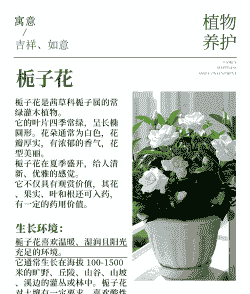 栀子花用深盆还是浅盆