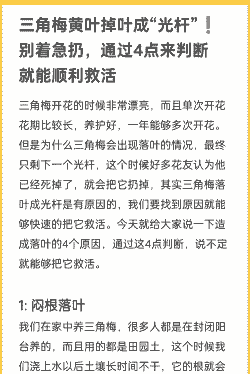 三角梅掉叶子怎么回事