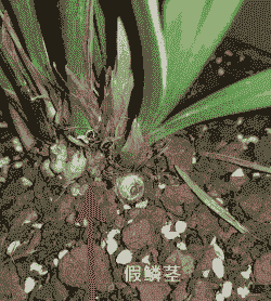 兰花根部干枯怎么回事