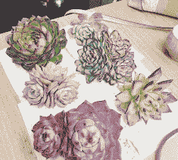 多肉修根后晾几天