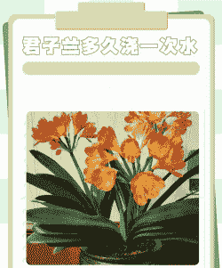 君子兰秋天几天浇一次水