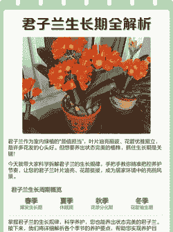 君子兰分株时间