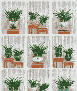 君子兰一年能长几个叶子