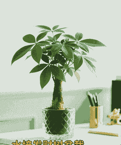 发财树能水培养吗
