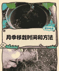 9月份移栽月季能活吗