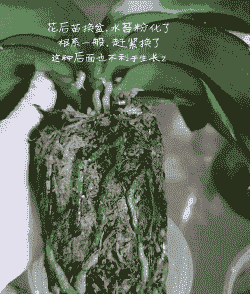 兰花秋天可以换盆吗