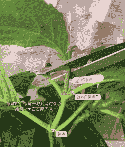 绣球9月份可以修剪吗