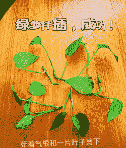 绿萝秋天可以扦插吗