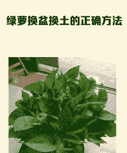 绿萝需要换盆换土吗