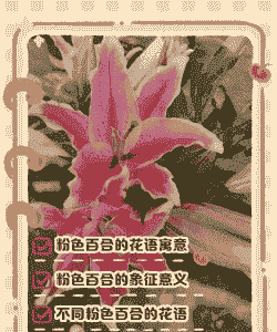 粉百合花语是什么意思