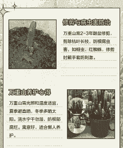 多肉万重山怎么繁殖