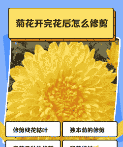 菊花什么时候剪枝最好