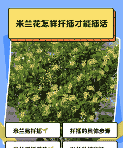 米兰花什么时候扦插最好