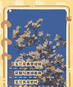玉兰花是什么季节开的