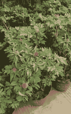 牡丹花耐寒零下多少度