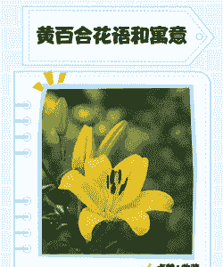 黄色百合花语
