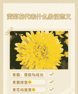 黄色菊花花语