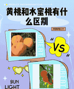 黄桃和水蜜桃的区别