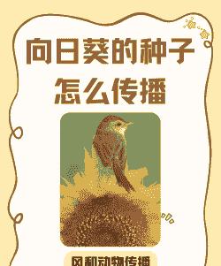 向日葵靠什么传播种子