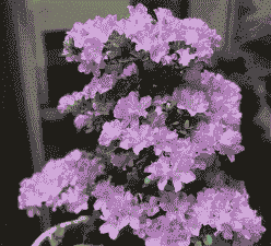 杜鹃花最低耐寒多少度