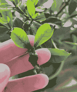 栀子花的叶子发枯变焦