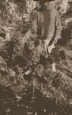 绣球冬天叶子会掉光吗