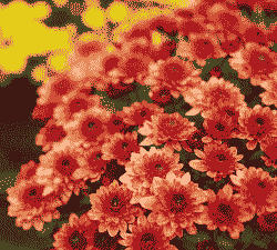 千头菊耐寒温度多少