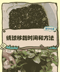 绣球花几月份移栽