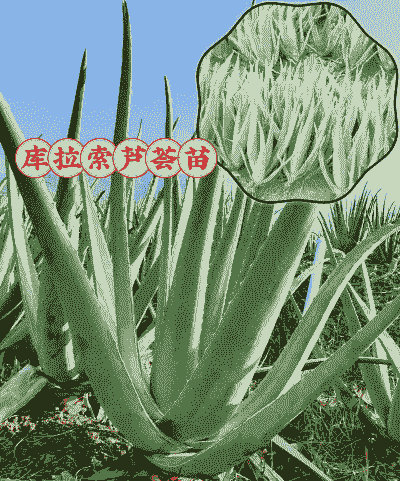 芦荟耐寒最低温度是多少