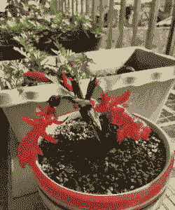 蟹爪兰喜酸性还是碱性