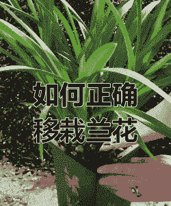 兰花移植最佳时间