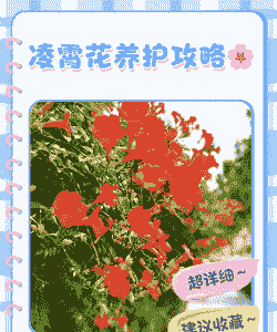 凌霄花什么时候移栽最合适