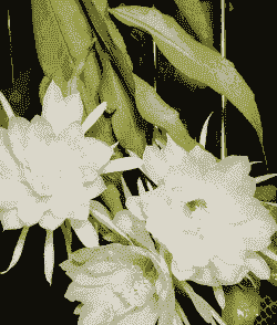 家里养昙花吉利吗