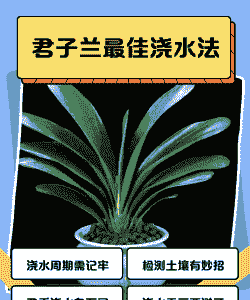 新栽的君子兰几天浇水