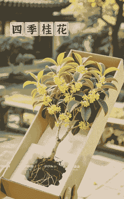 桂花能放在卧室吗?