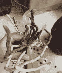 兰花空根还能活吗