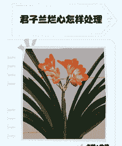 君子兰从心烂什么原因