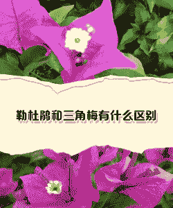 勒杜鹃是三角梅吗