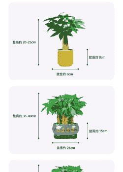 发财树一盆种几棵好