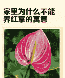 家里为什么不能养红掌