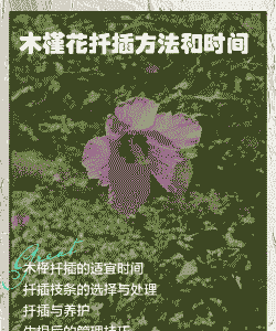 木槿花什么时候扦插最合适