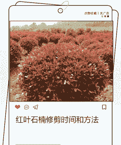 红叶石楠修剪时间