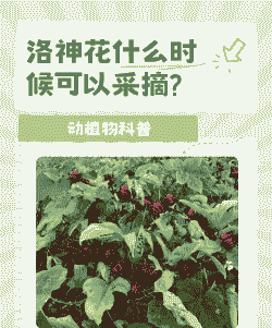 洛神花什么季节收获
