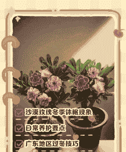 沙漠玫瑰冬天怎么养才能安全过冬?