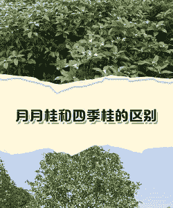 月月桂与四季桂的区别