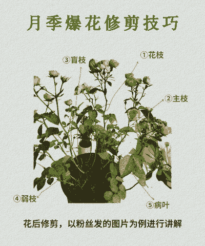 月季怎样剪枝才开花