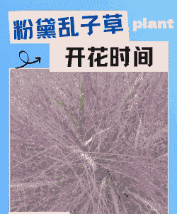 粉黛什么时候开花时间