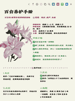 秋天种百合什么时候开花