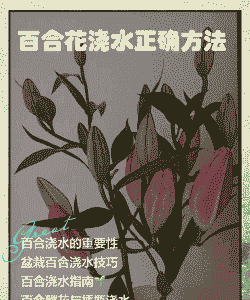 百合花多久浇一次水