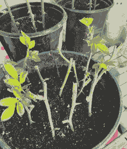 玫瑰花能扦插活吗